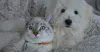 Imagem da notícia Brasileiros criam técnica com pele de tilápia que trata lesões graves de córnea em cães e gatos